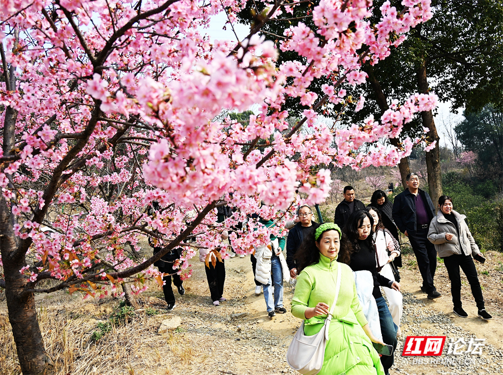nEO_IMG_常德临澧：冬日樱花开  游客慕名来(5).jpg