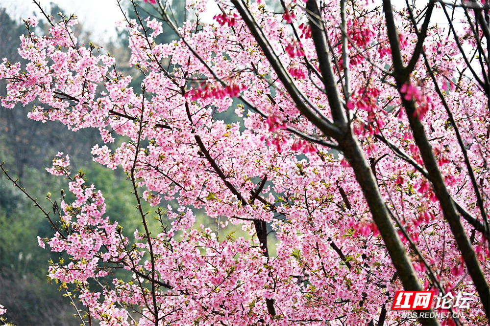 nEO_IMG_常德临澧：冬日樱花开  游客慕名来(13).jpg