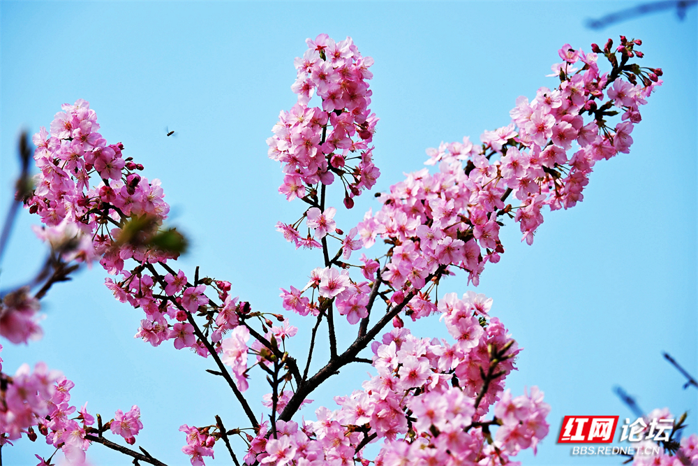 nEO_IMG_常德临澧：冬日樱花开  游客慕名来(11).jpg