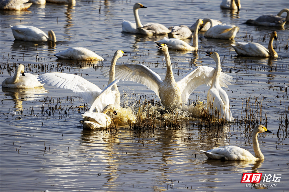 nEO_IMG_微信图片_20260124210518_640_584.jpg nEO_IMG_微信图片_20260124210518_640_584.jpg