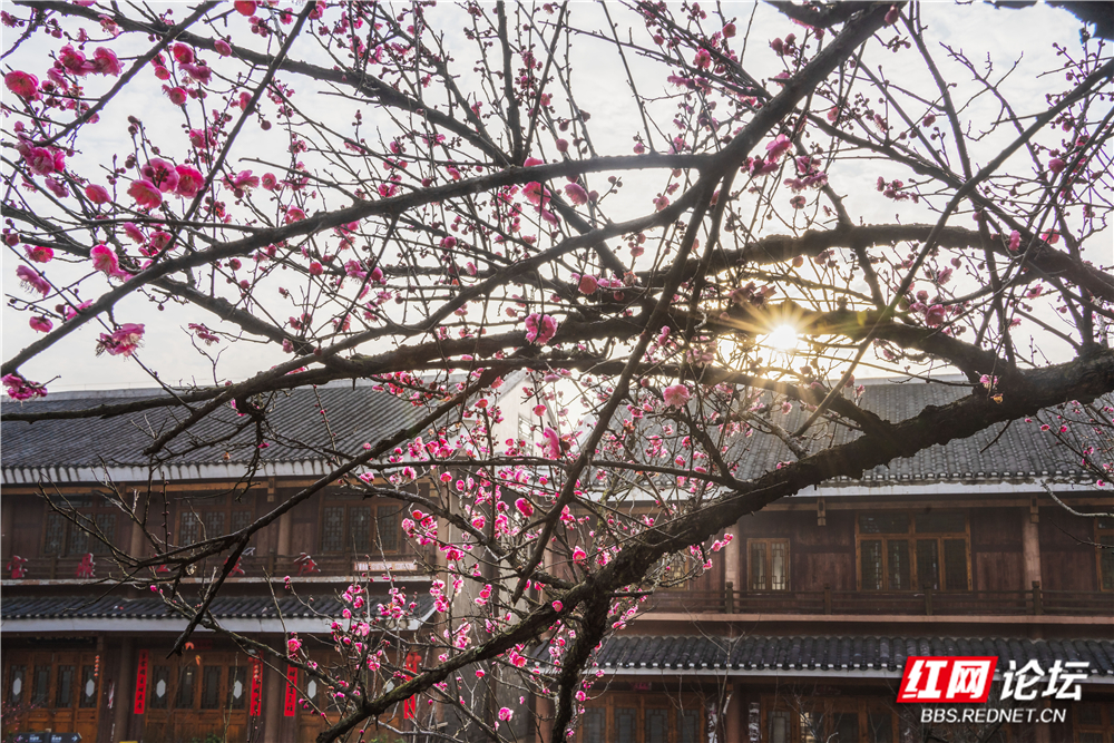 _DSC1719 拷贝.jpg _DSC1719 拷贝.jpg