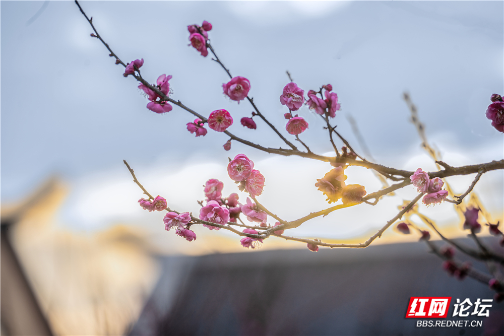 _DSC1569 拷贝.jpg _DSC1569 拷贝.jpg