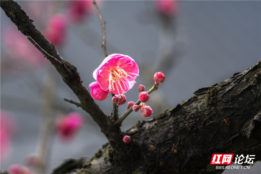 _DSC1773 拷贝.jpg _DSC1773 拷贝.jpg