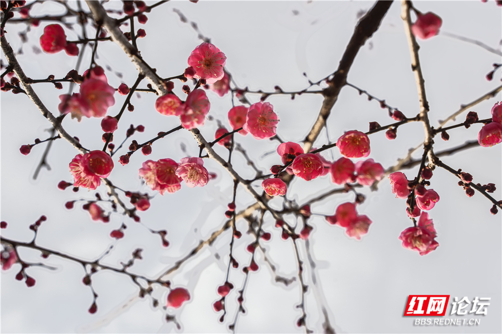 _DSC1753 拷贝.jpg _DSC1753 拷贝.jpg