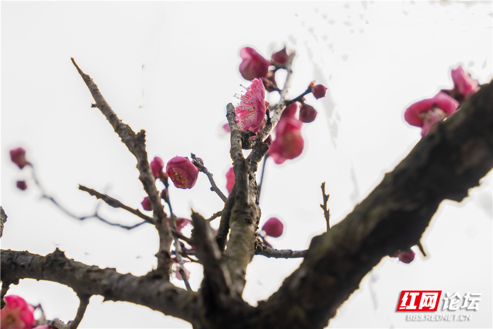 _DSC1768 拷贝.jpg _DSC1768 拷贝.jpg