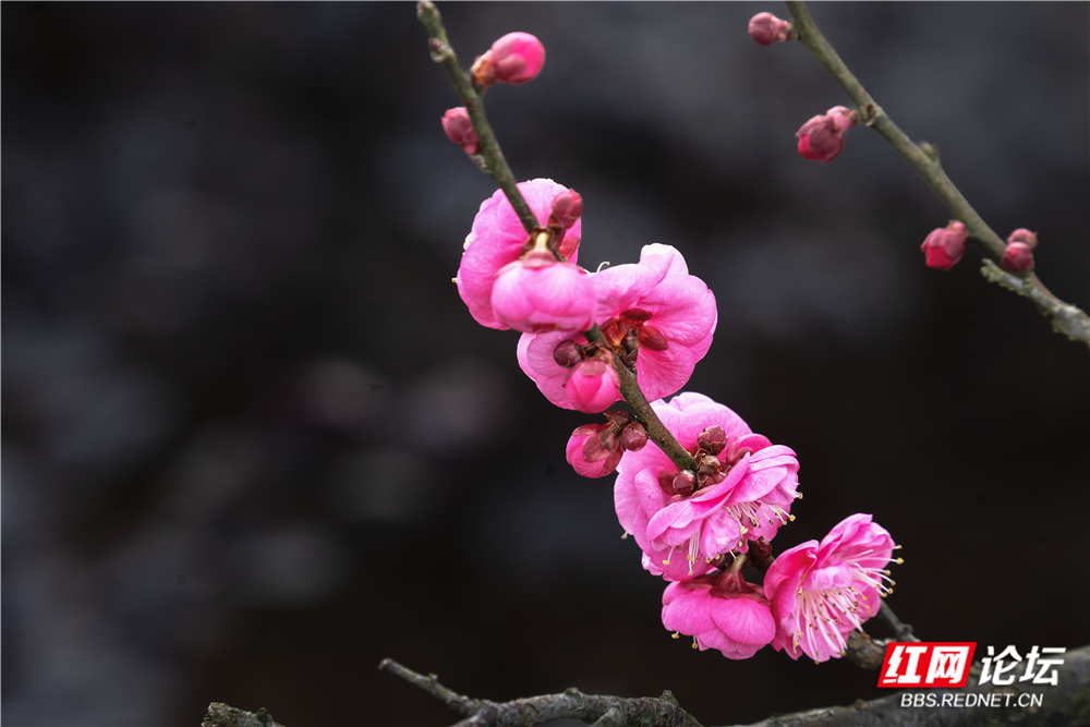 _DSC1795 拷贝.jpg _DSC1795 拷贝.jpg