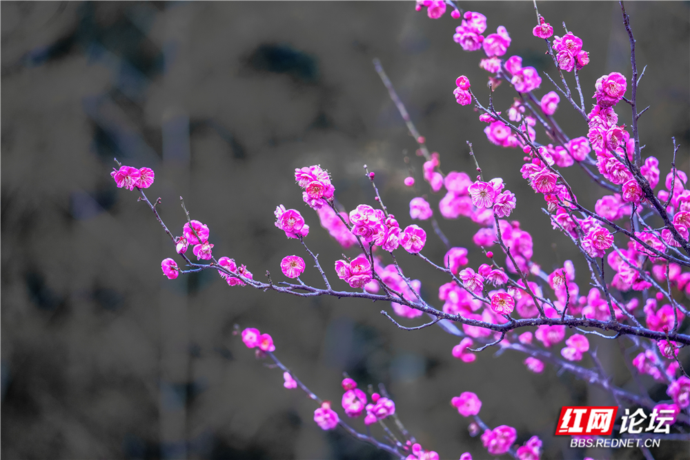 _DSC1632 拷贝.jpg _DSC1632 拷贝.jpg