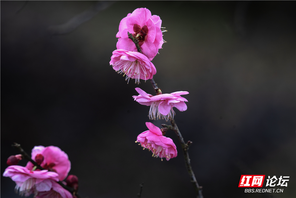 _DSC1790 拷贝.jpg _DSC1790 拷贝.jpg