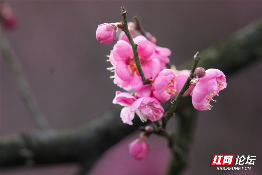 _DSC1784 拷贝.jpg _DSC1784 拷贝.jpg