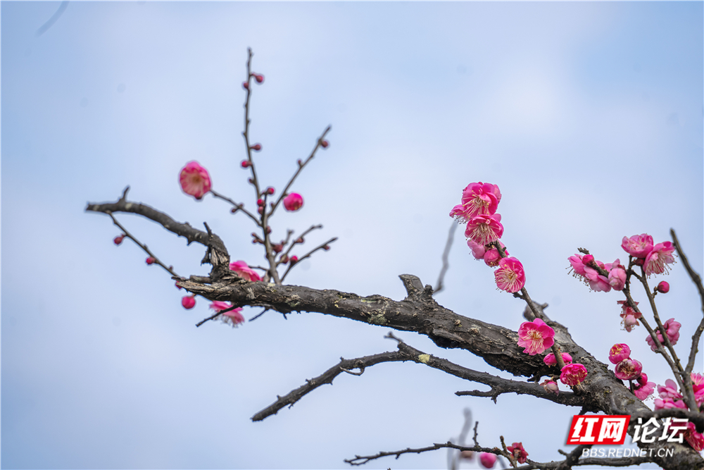 _DSC1599 拷贝.jpg _DSC1599 拷贝.jpg