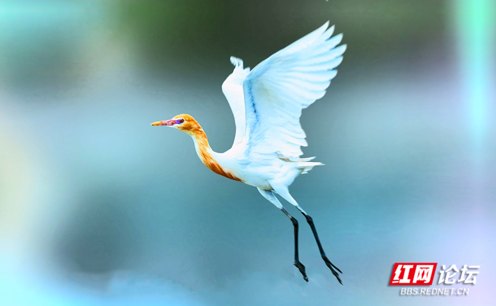 第30期 牛背鹭 文中插图1000_副本.jpg