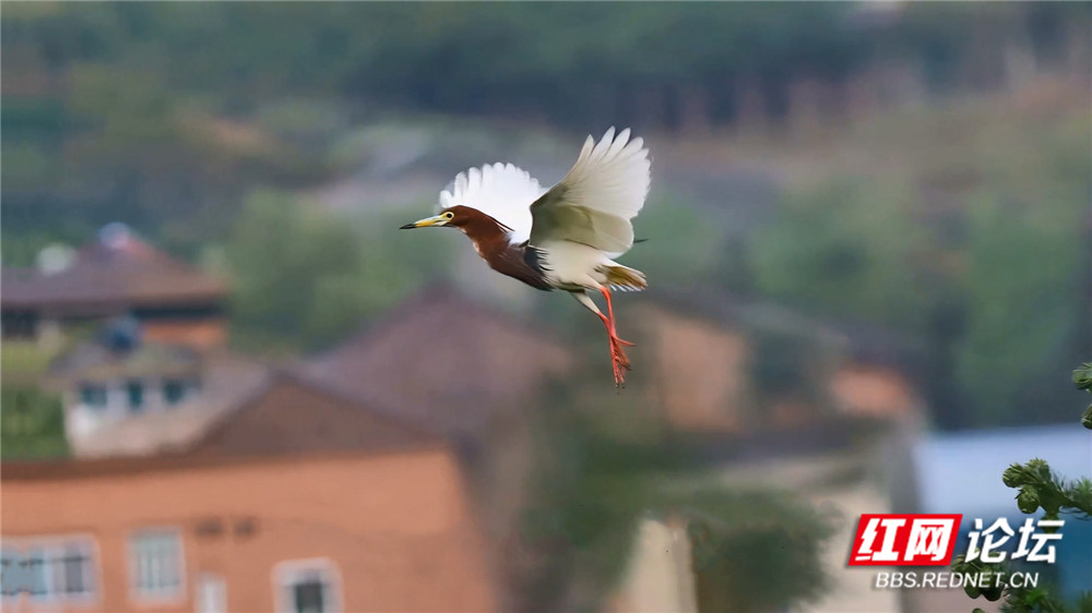 第29期 池鹭 文配图 1000宽.jpg