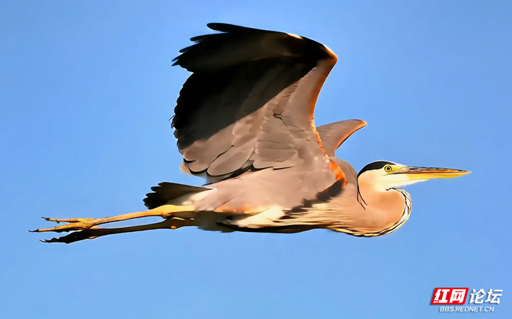 第32期 草鹭 1000_副本.jpg