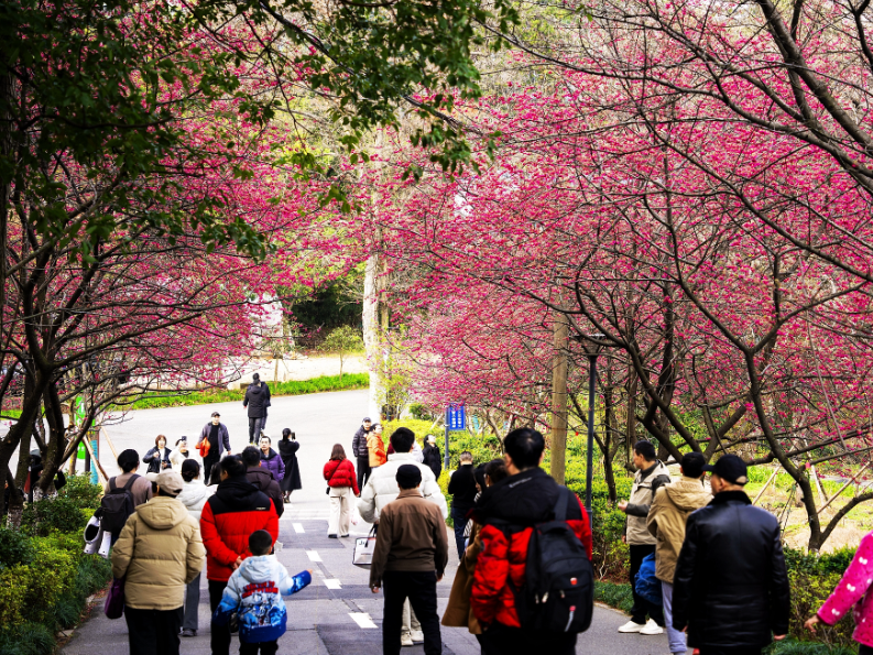 【湖湘年味】湖南省植物园里，藏着最缤纷的新春打开方式