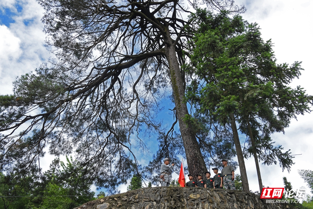 04 黄金村红军树下有故事.jpg