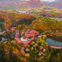 【每日一图@湖南】雾锁茶山樱未醒，半是云霞半是花