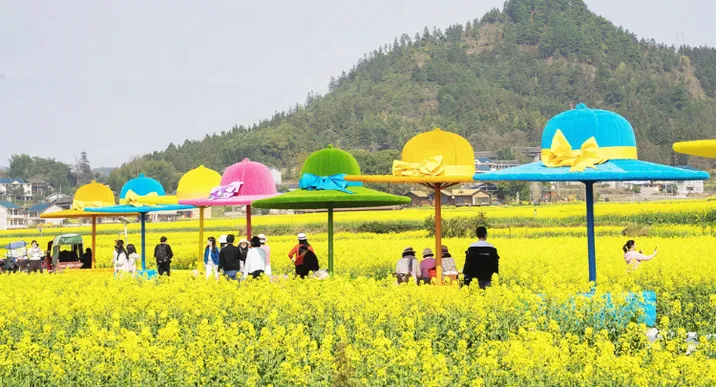 【每日一图@湖南】会同万亩油菜花盛放，绘就春日振兴画卷