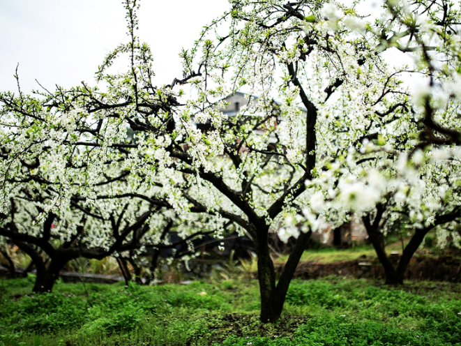 【每日一图@湖南】把春天装进眼睛里，从炎陵奈李花海开始