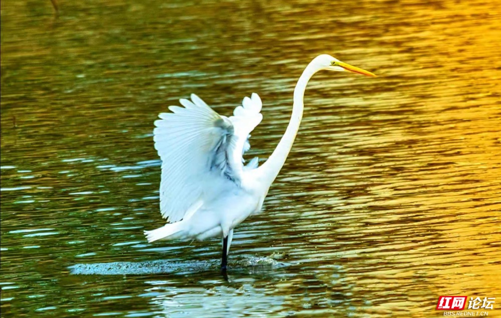 3月9日-封面 加水印.jpg