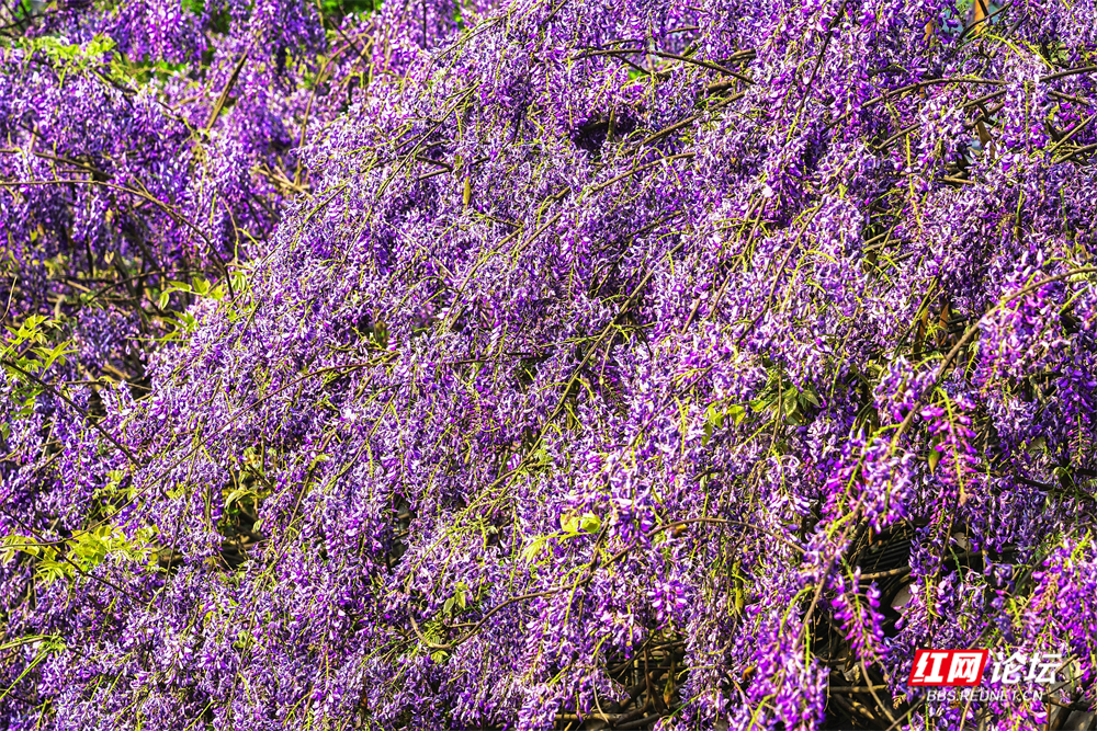 nEO_IMG_DSC00531 拷贝.jpg