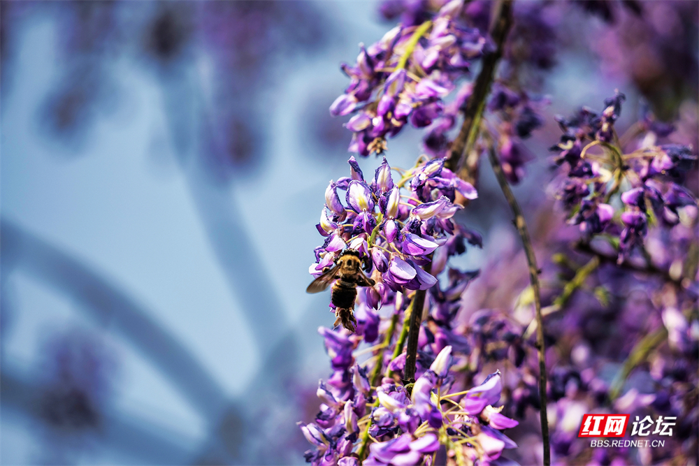 nEO_IMG_DSC00497 拷贝.jpg