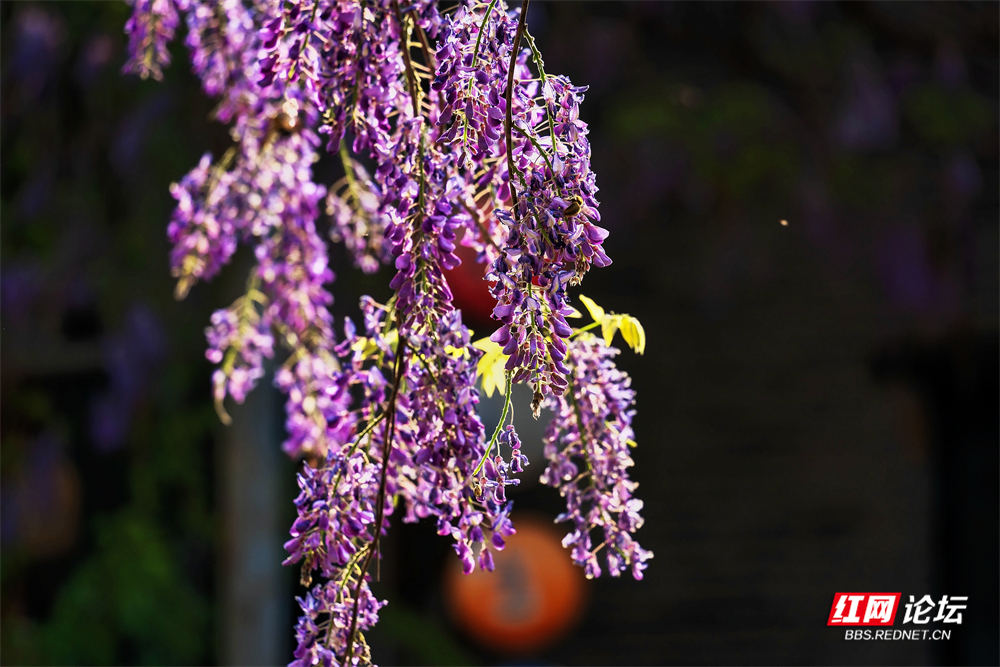 nEO_IMG_DSC00586 拷贝.jpg