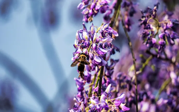 紫藤花开如瀑时，静待靖州杨梅红