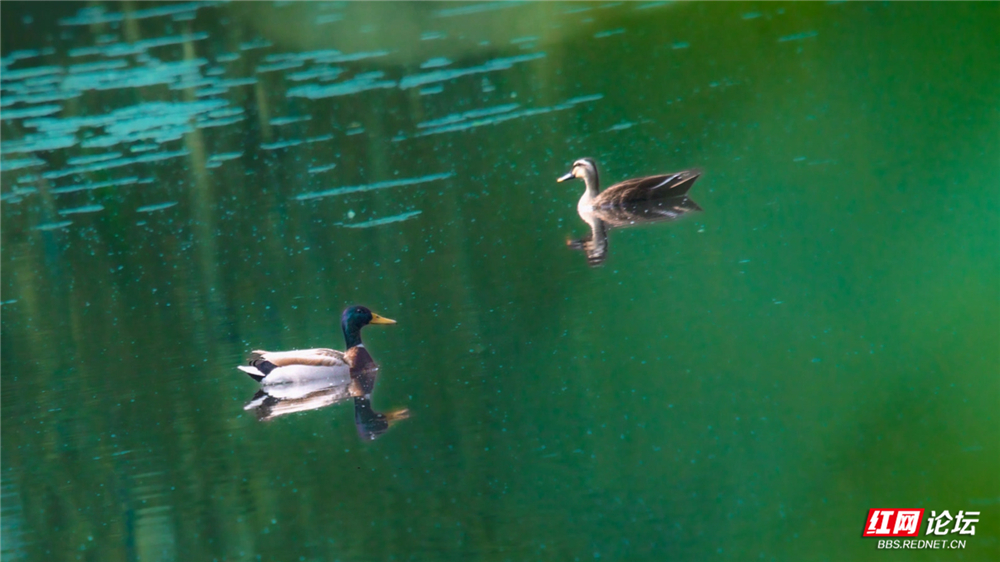 第37期 绿头鸭 去印03 1000宽.jpg