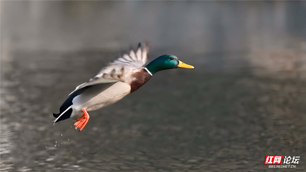 第37期 绿头鸭 去印 1000宽.jpg