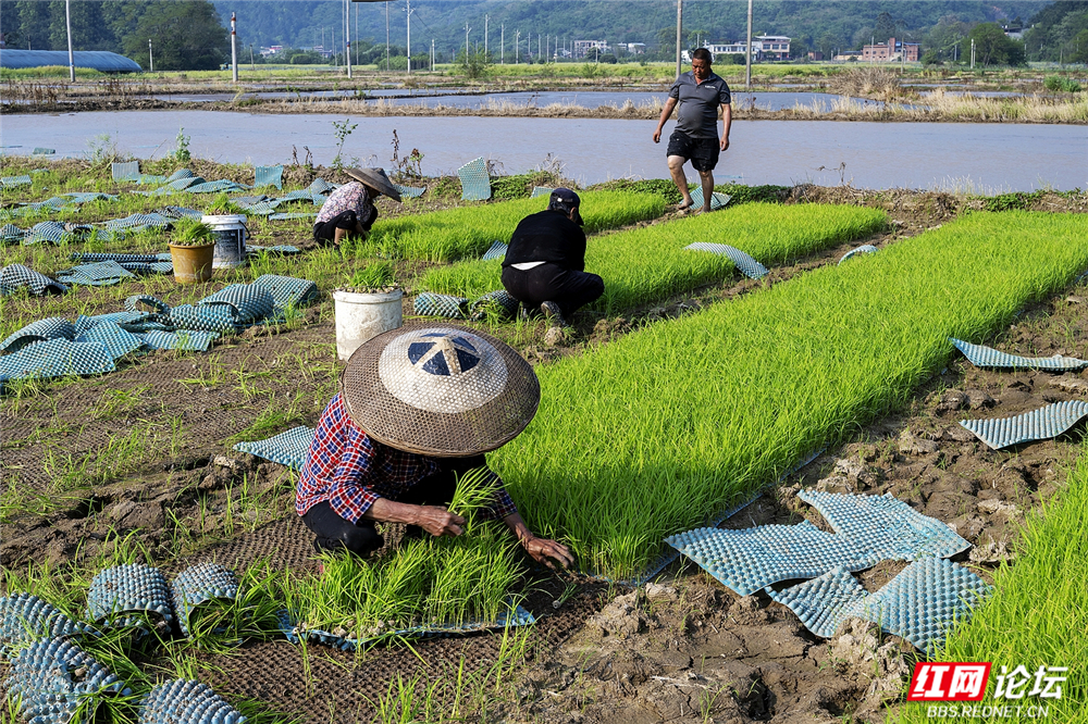 045 春耕起点，孕育希望.jpg