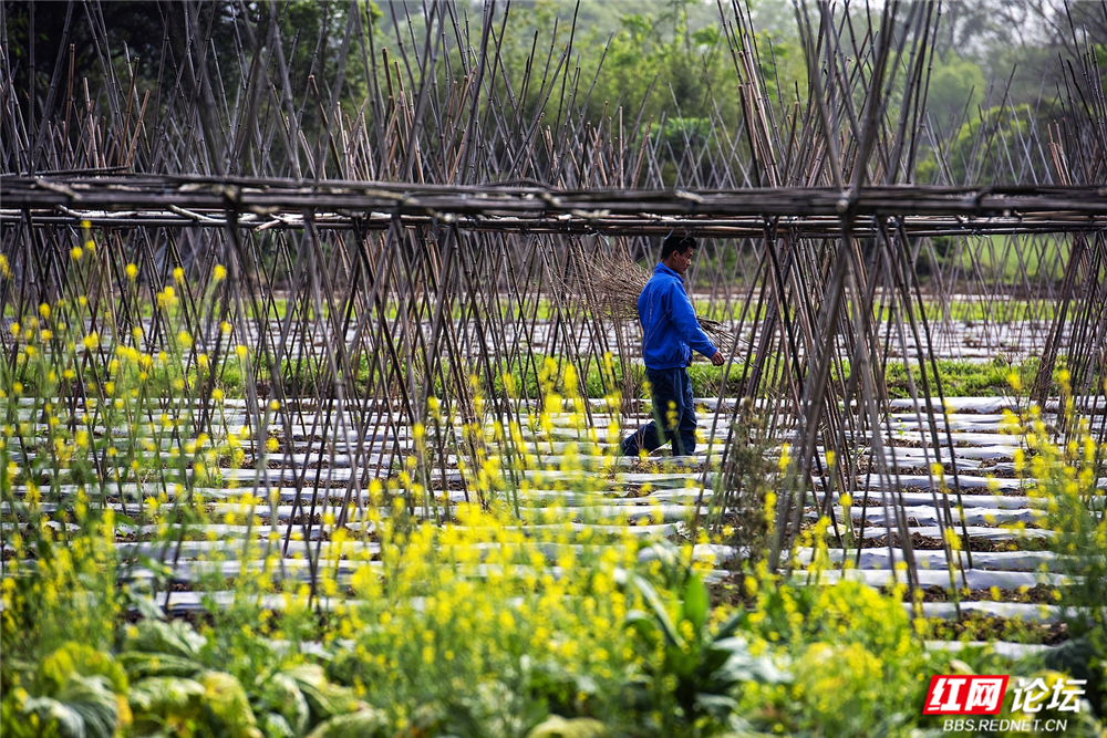 038 繁花盛开，满田生机.jpg