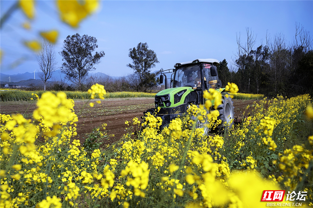 013 繁花盛开，满田生机.jpg