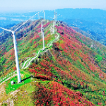 【每日一图@湖南】春上桂阳白水仙山，守着风车看花海