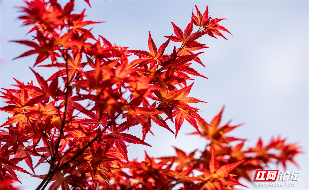 图片19.png 图片19.png