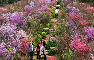 汨罗春日限定：漫山杜鹃红似火