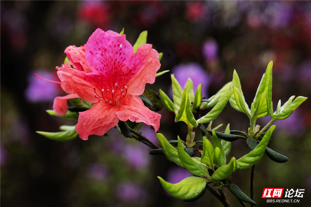 nEO_IMG_微信图片_20260407221552_172_180.jpg nEO_IMG_微信图片_20260407221552_172_180.jpg