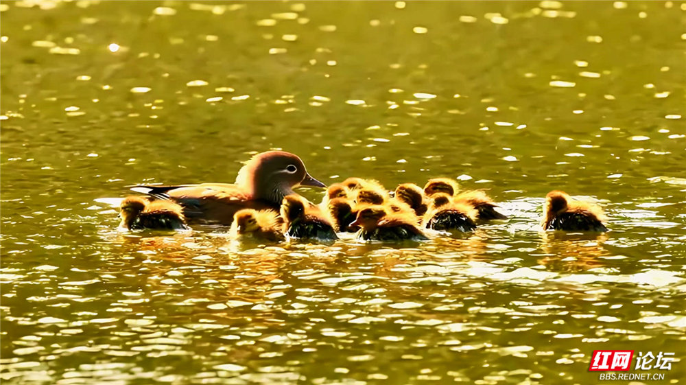 第36期 鸳鸯.mp4_20260408_151943.675_副本1.jpg