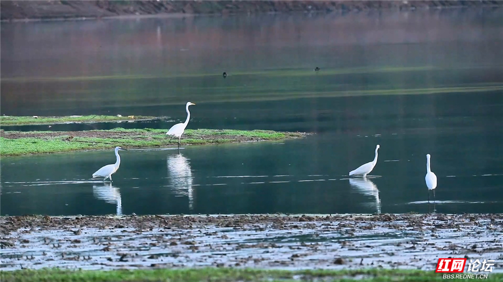 第35期 白鹭_副本.jpg