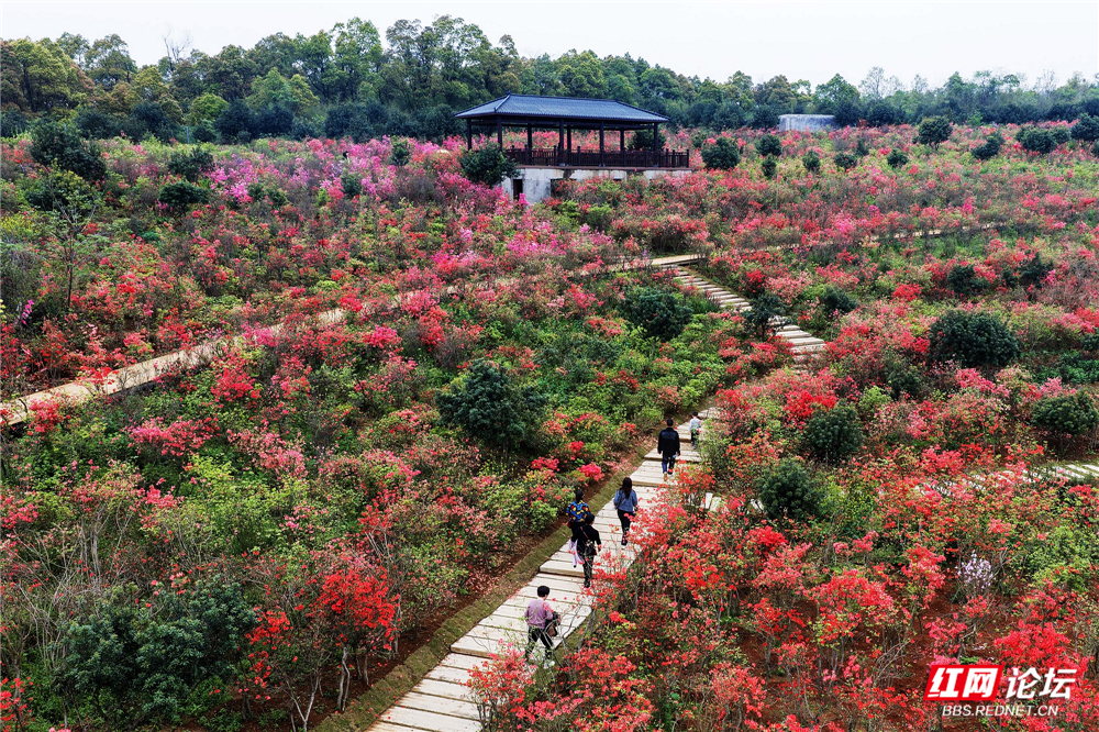 汨罗春日限定：漫山杜鹃红似火