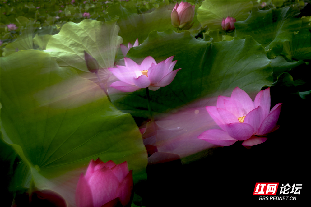 《荷影流芳》.jpg 《荷影流芳》.jpg