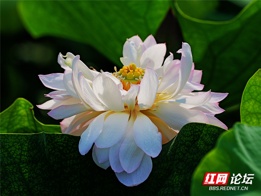 nEO_IMG_PANA6048 拷贝_副本.jpg nEO_IMG_PANA6048 拷贝_副本.jpg