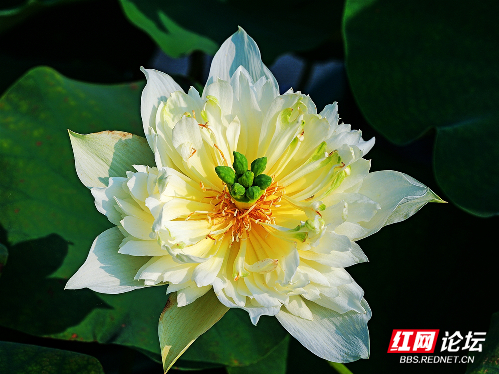nEO_IMG_PANA6033 拷贝_副本.jpg nEO_IMG_PANA6033 拷贝_副本.jpg