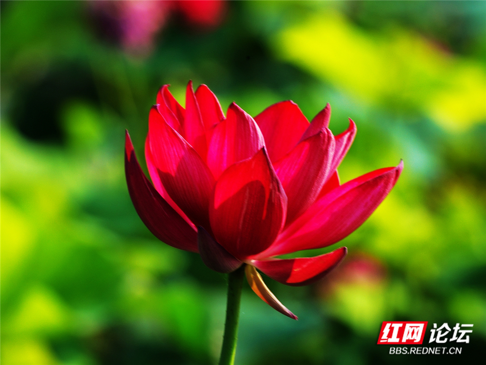 nEO_IMG_PANA6051 拷贝_副本.jpg nEO_IMG_PANA6051 拷贝_副本.jpg