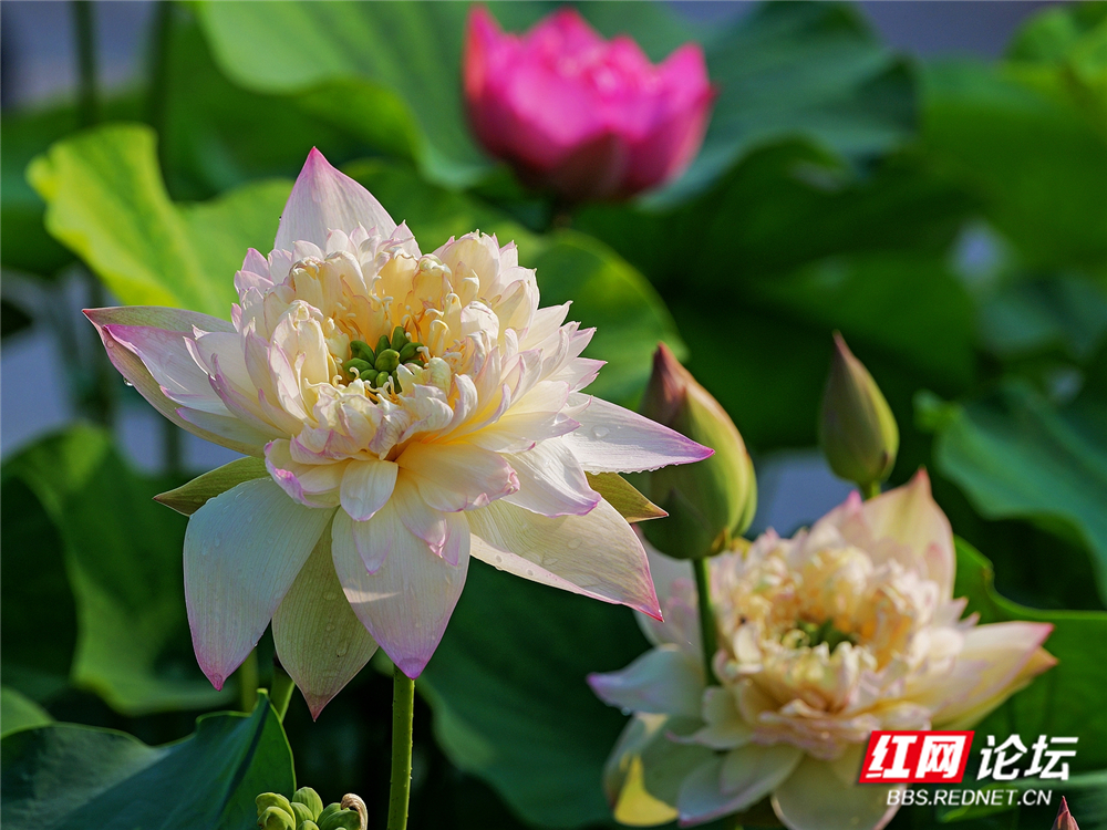 nEO_IMG_PANA6103 拷贝_副本.jpg nEO_IMG_PANA6103 拷贝_副本.jpg