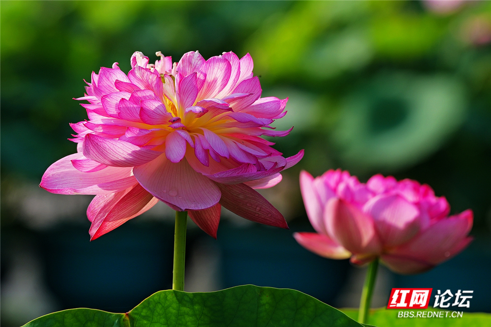 nEO_IMG_PANA6086 拷贝_副本.jpg nEO_IMG_PANA6086 拷贝_副本.jpg