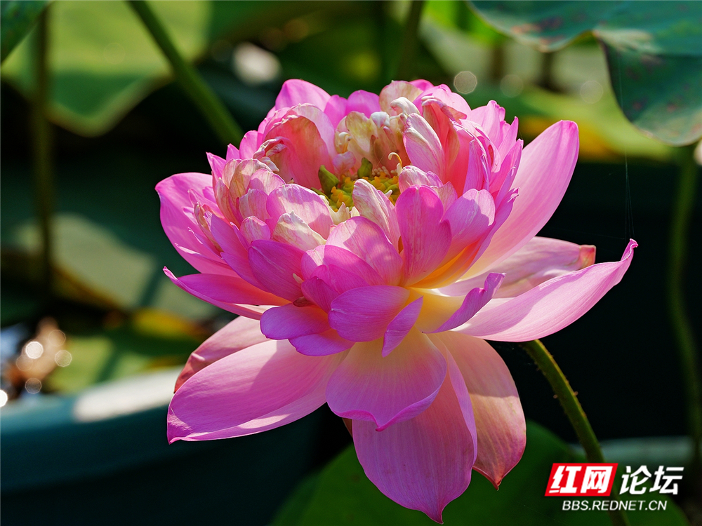 nEO_IMG_PANA6053 拷贝_副本.jpg nEO_IMG_PANA6053 拷贝_副本.jpg