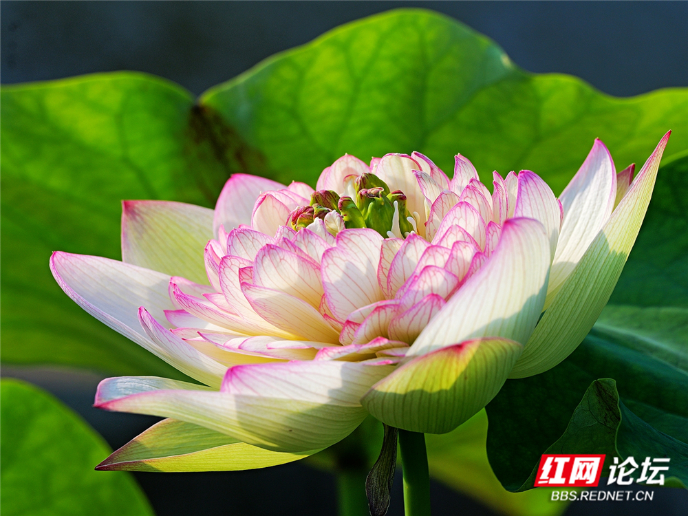 nEO_IMG_PANA5998 拷贝_副本.jpg nEO_IMG_PANA5998 拷贝_副本.jpg
