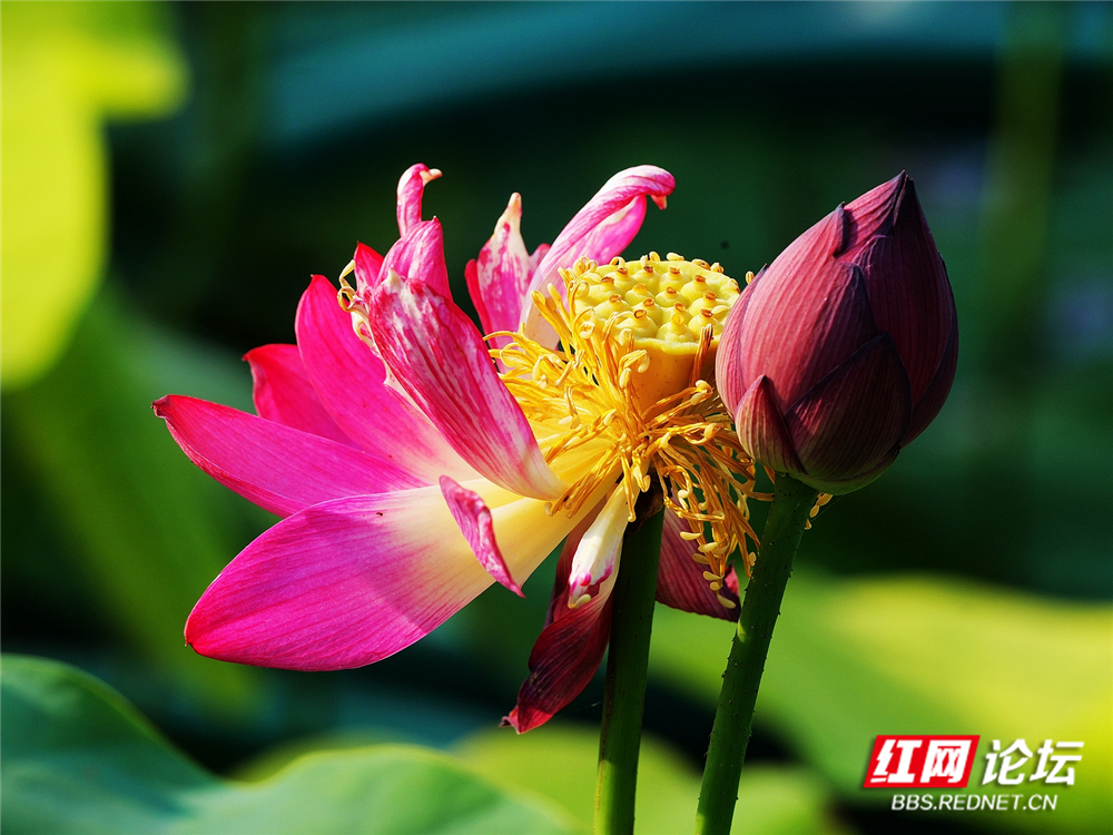 nEO_IMG_PANA6058 拷贝_副本.jpg nEO_IMG_PANA6058 拷贝_副本.jpg