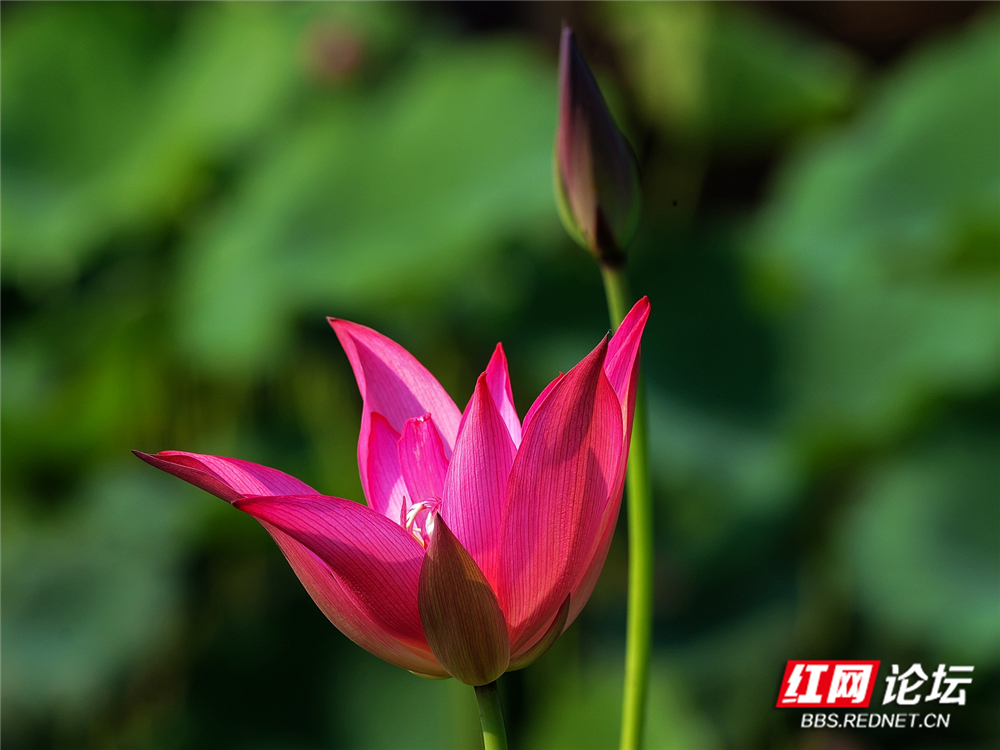 nEO_IMG_PANA6106 拷贝_副本.jpg nEO_IMG_PANA6106 拷贝_副本.jpg