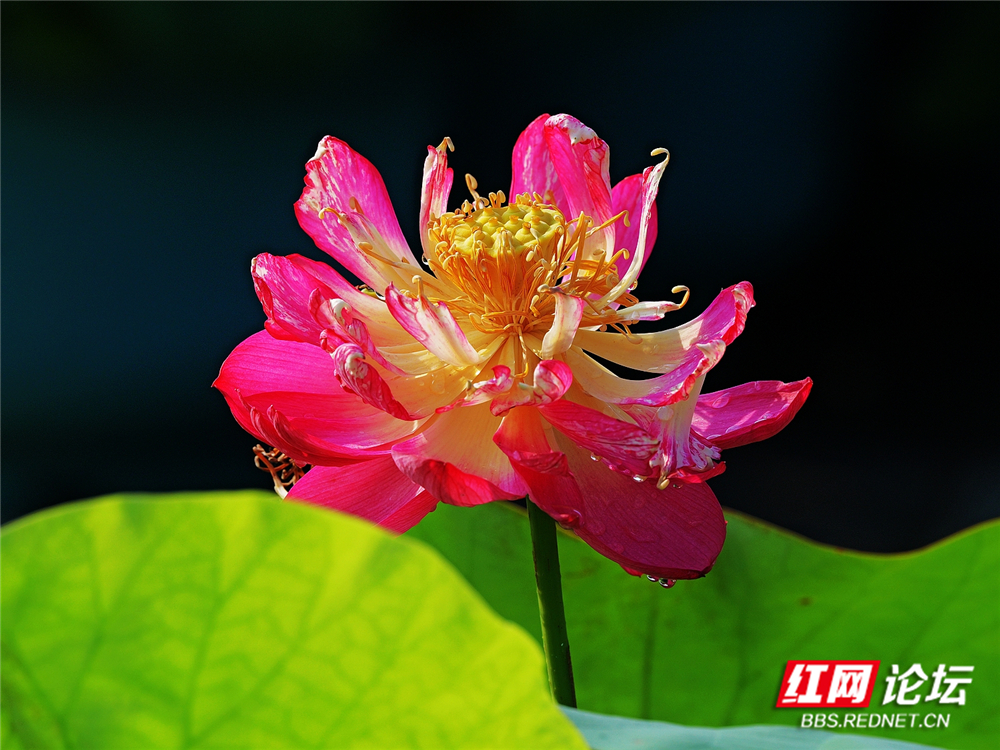 nEO_IMG_PANA6036 拷贝_副本.jpg nEO_IMG_PANA6036 拷贝_副本.jpg